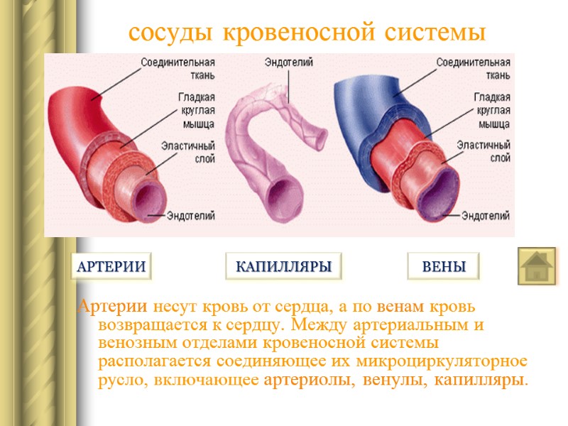 сосуды кровеносной системы  Артерии несут кровь от сердца, а по венам кровь возвращается